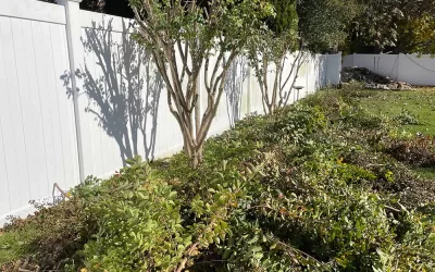 Quick and Affordable Yard Waste Removal Near Me (Same-Day Services)